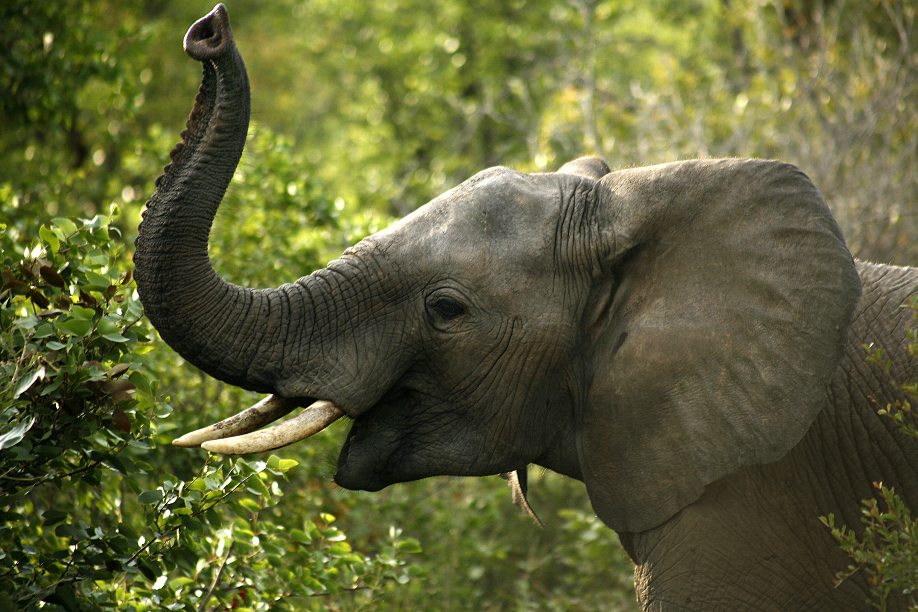 Elefanters trumpetande må vara starkt men har en låg frekvens.